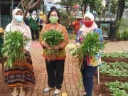RPTRA Puspa Indah Panen Sayur-mayur di Tengah Pandemi